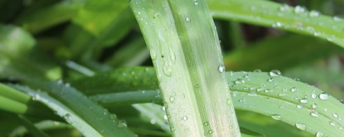 Devis récupération des eaux de pluie