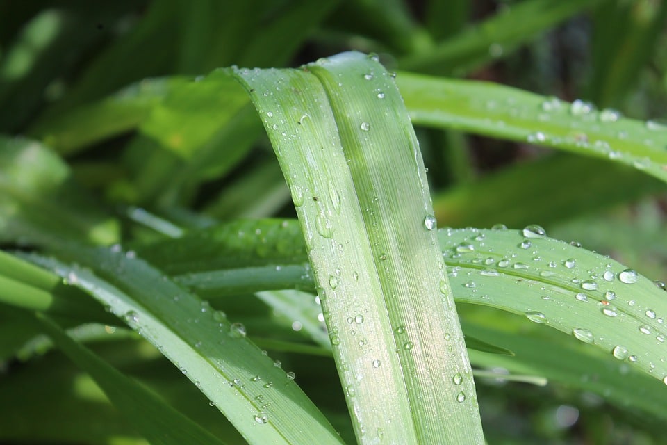 Devis récupération des eaux de pluie
