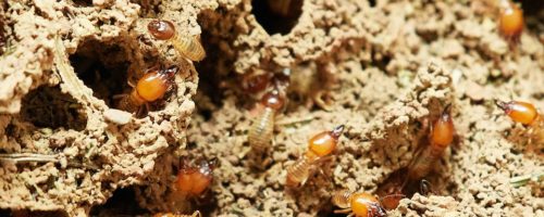 Devis termites