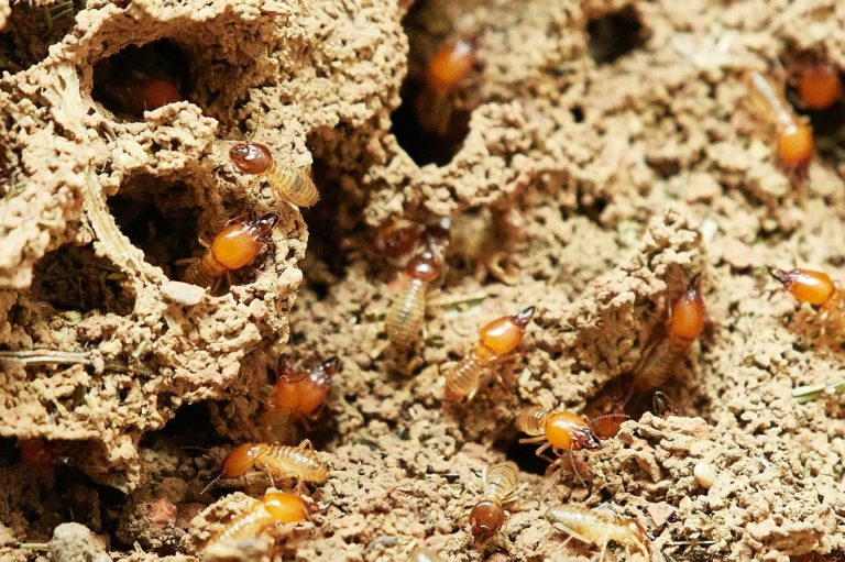 Devis termites