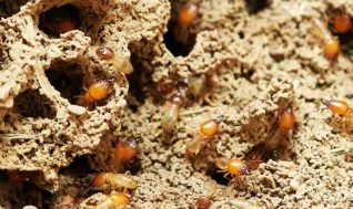 Devis Termites