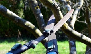 Devis Taille d'Arbre